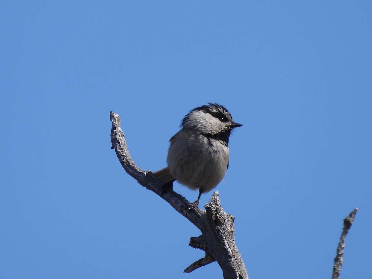 Mountain Chickadee - ML552099031