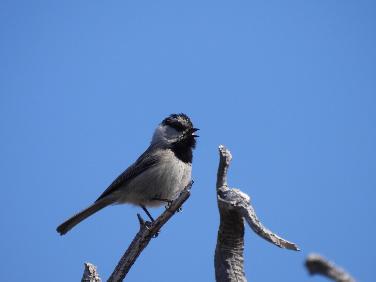 Mountain Chickadee - ML552099041