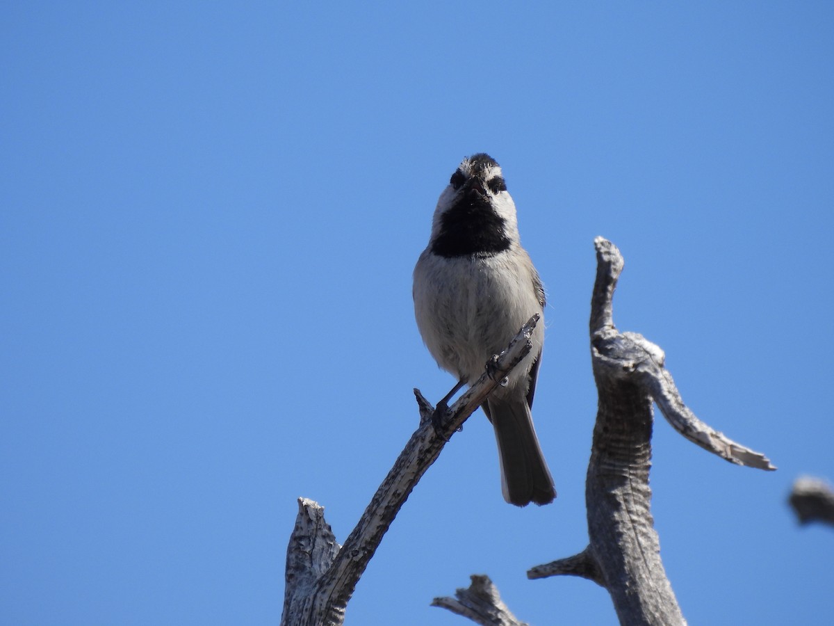 Mountain Chickadee - ML552099051