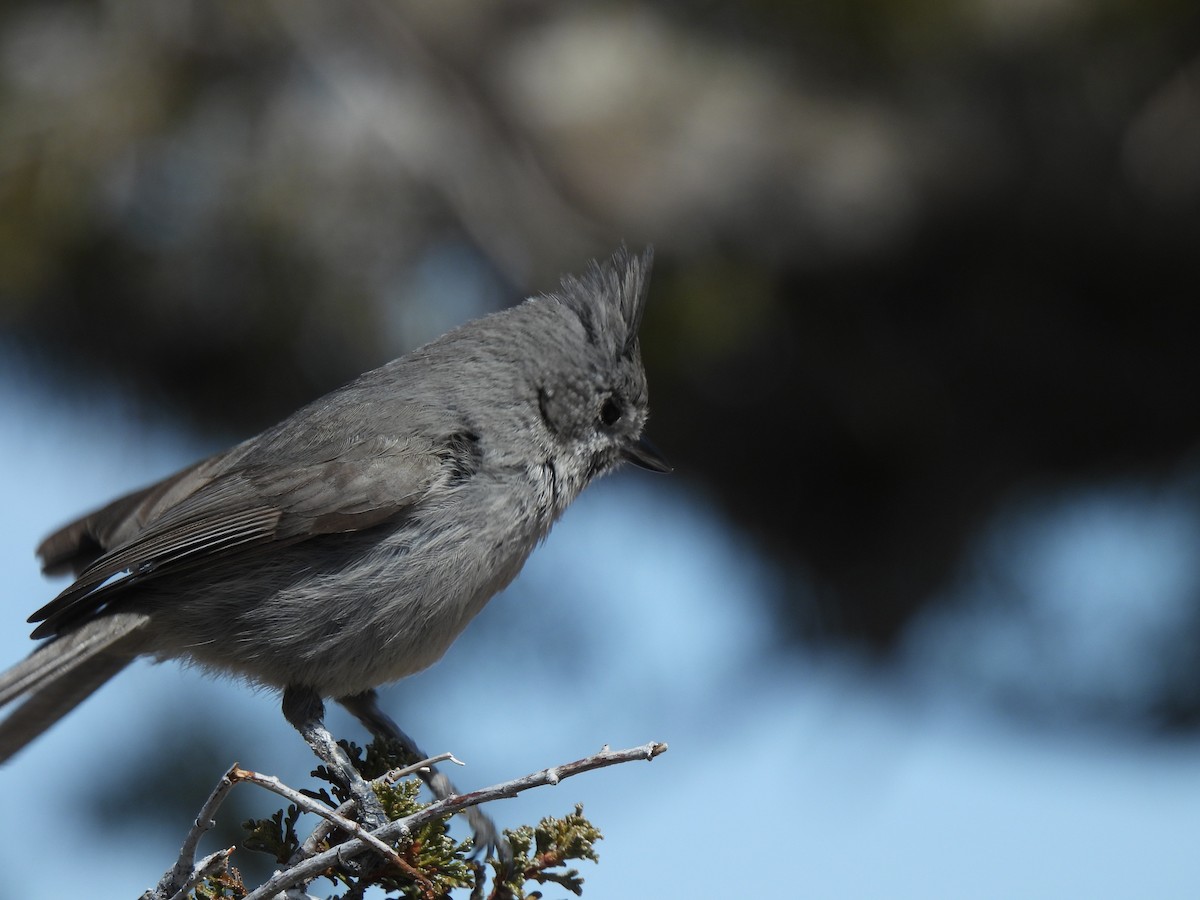 Juniper Titmouse - ML552099171