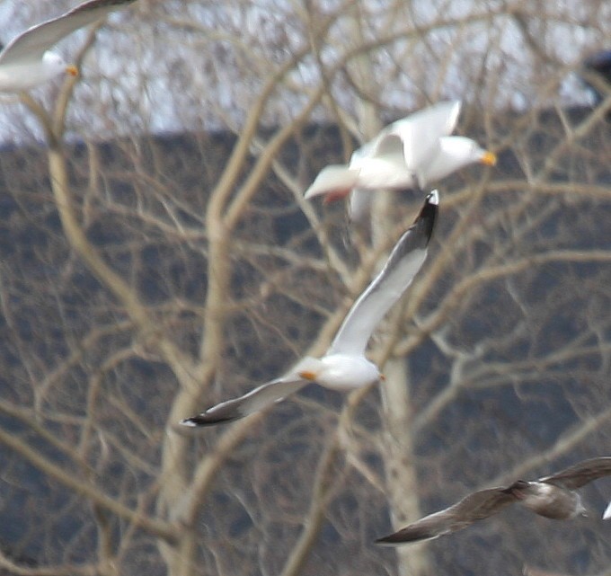 Lesser Black-backed Gull - ML55209941