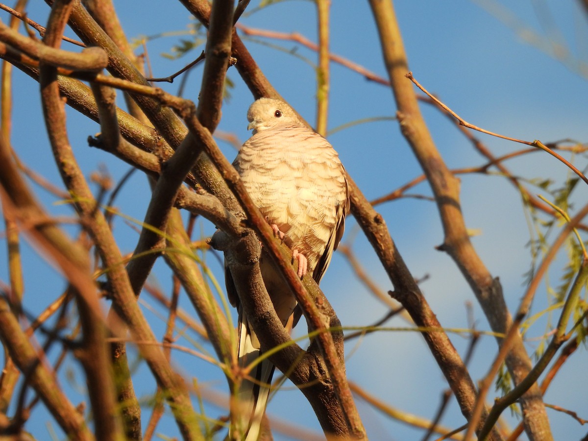 Inca Dove - ML552100161