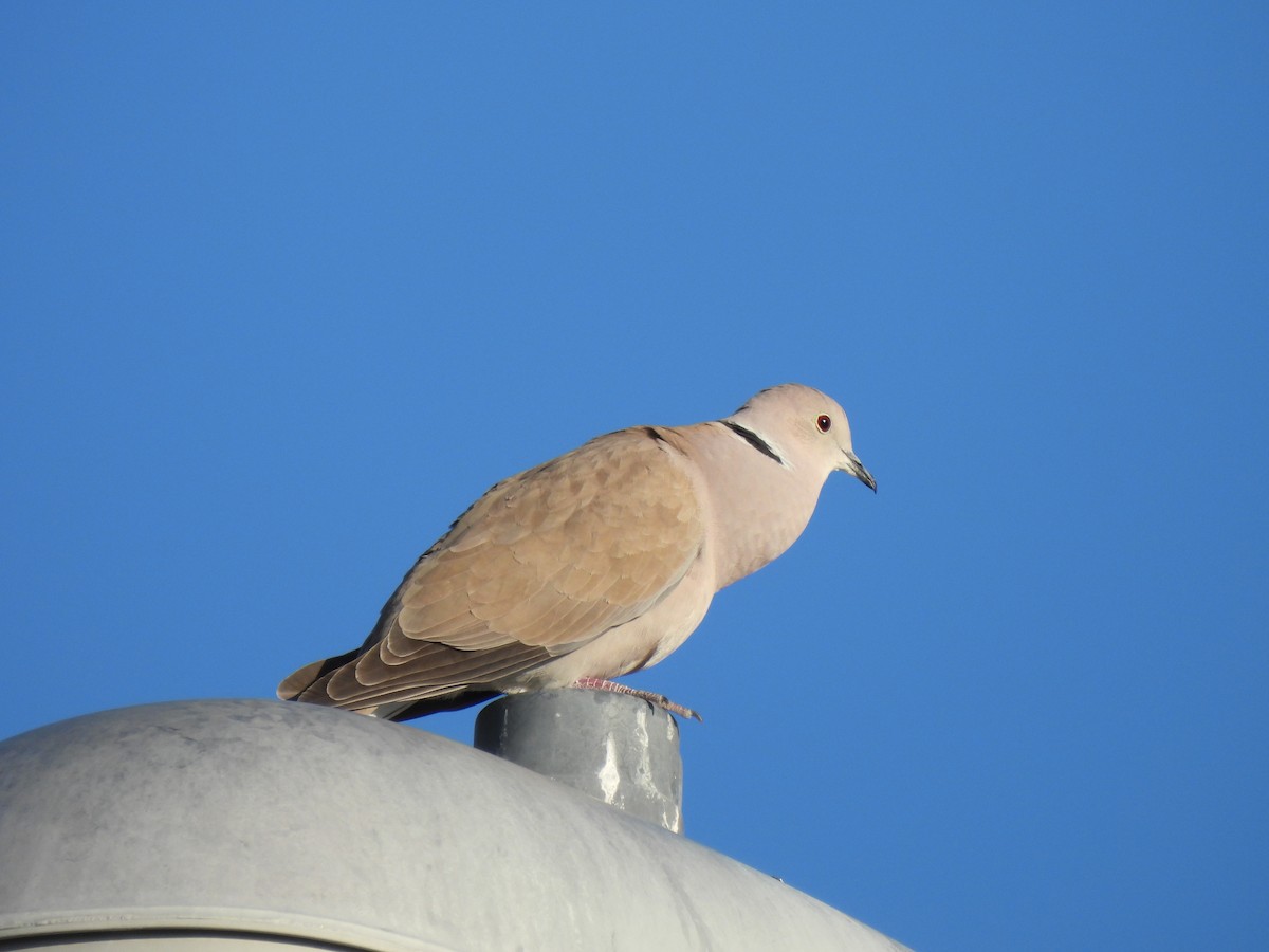 Eurasian Collared-Dove - ML552100311