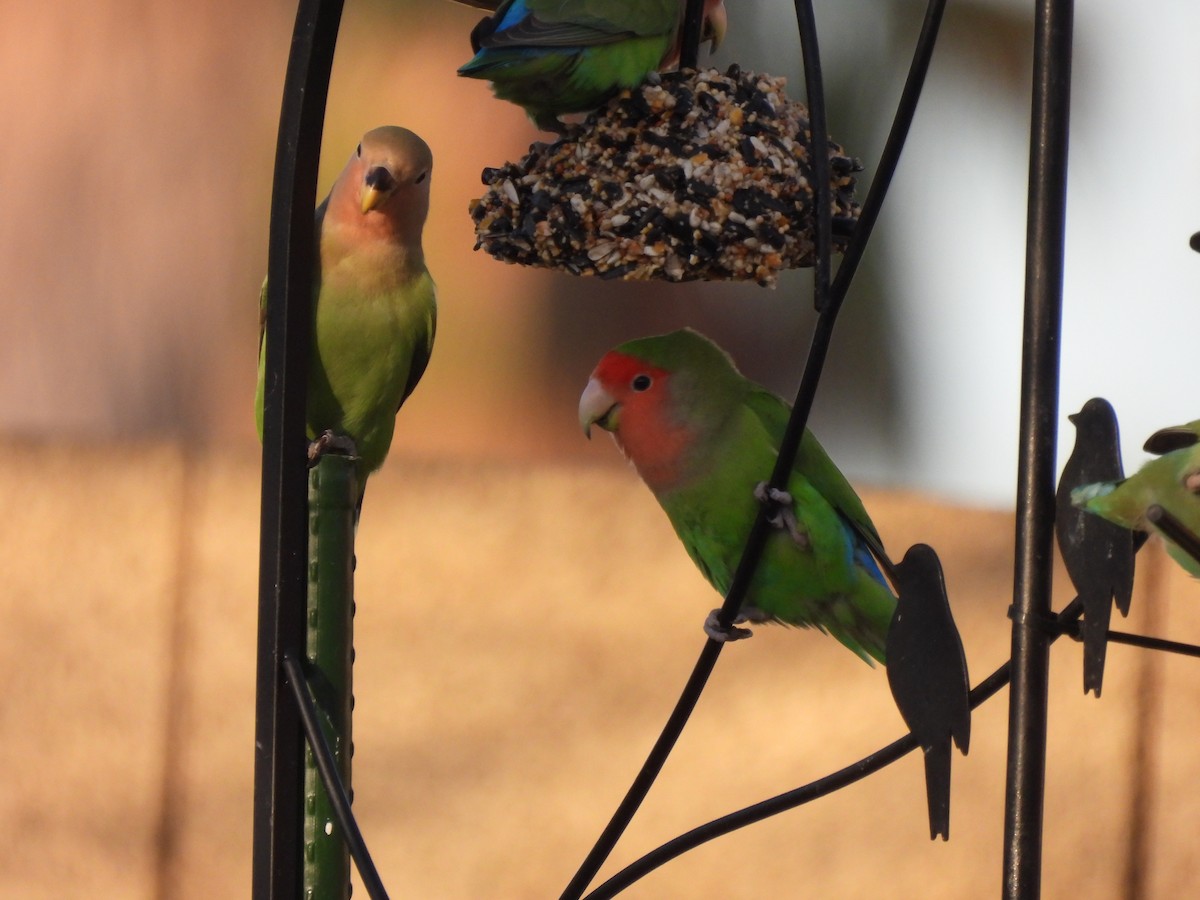 Rosy-faced Lovebird - ML552100611