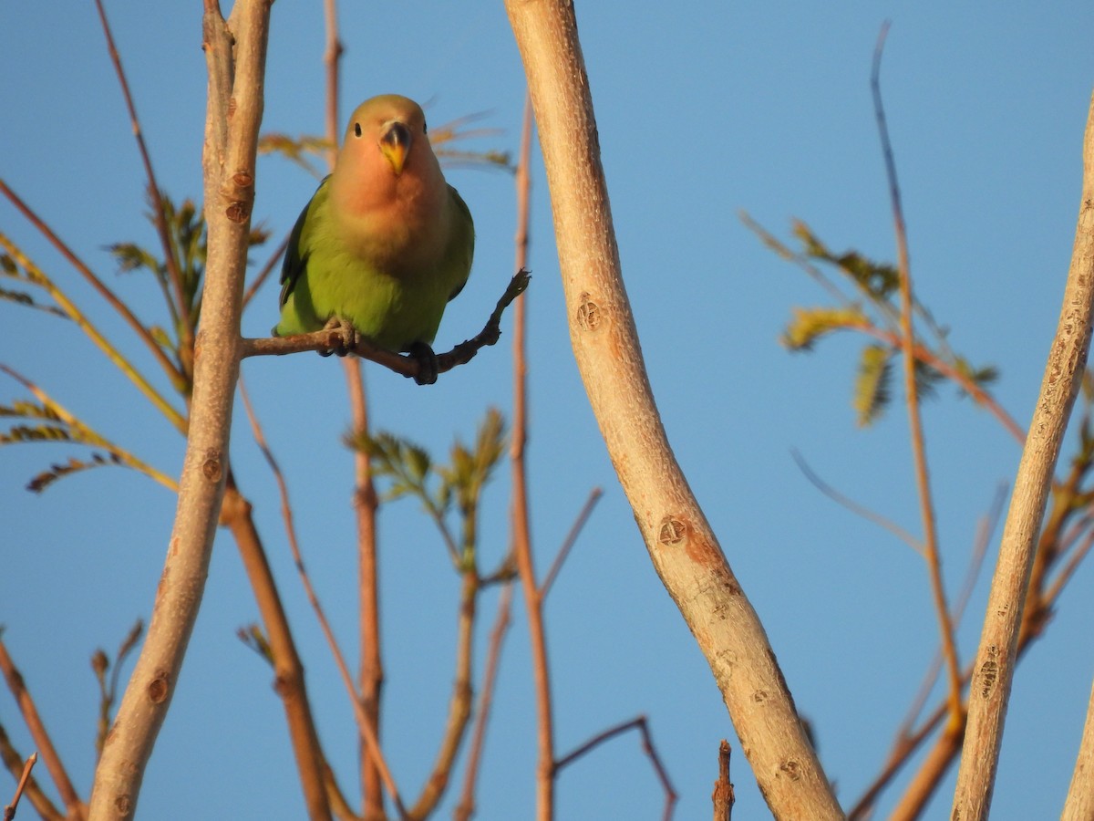Rosy-faced Lovebird - ML552100631