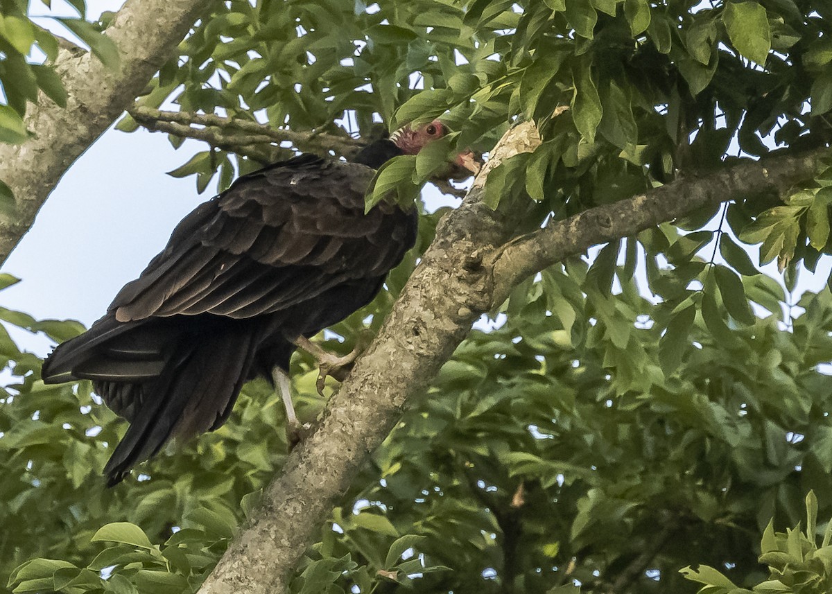 Turkey Vulture - ML552100731