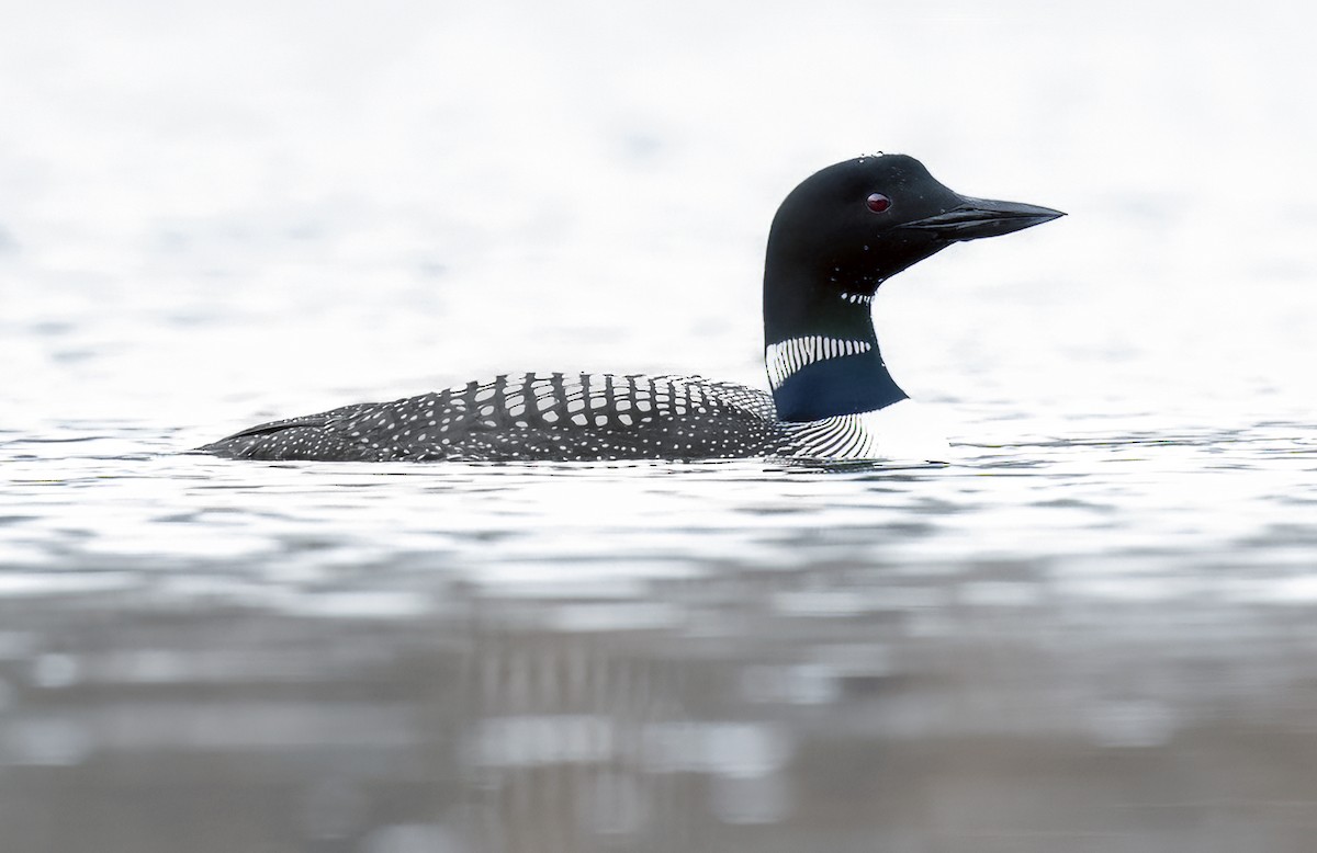 Common Loon - Jocelyn  Anderson