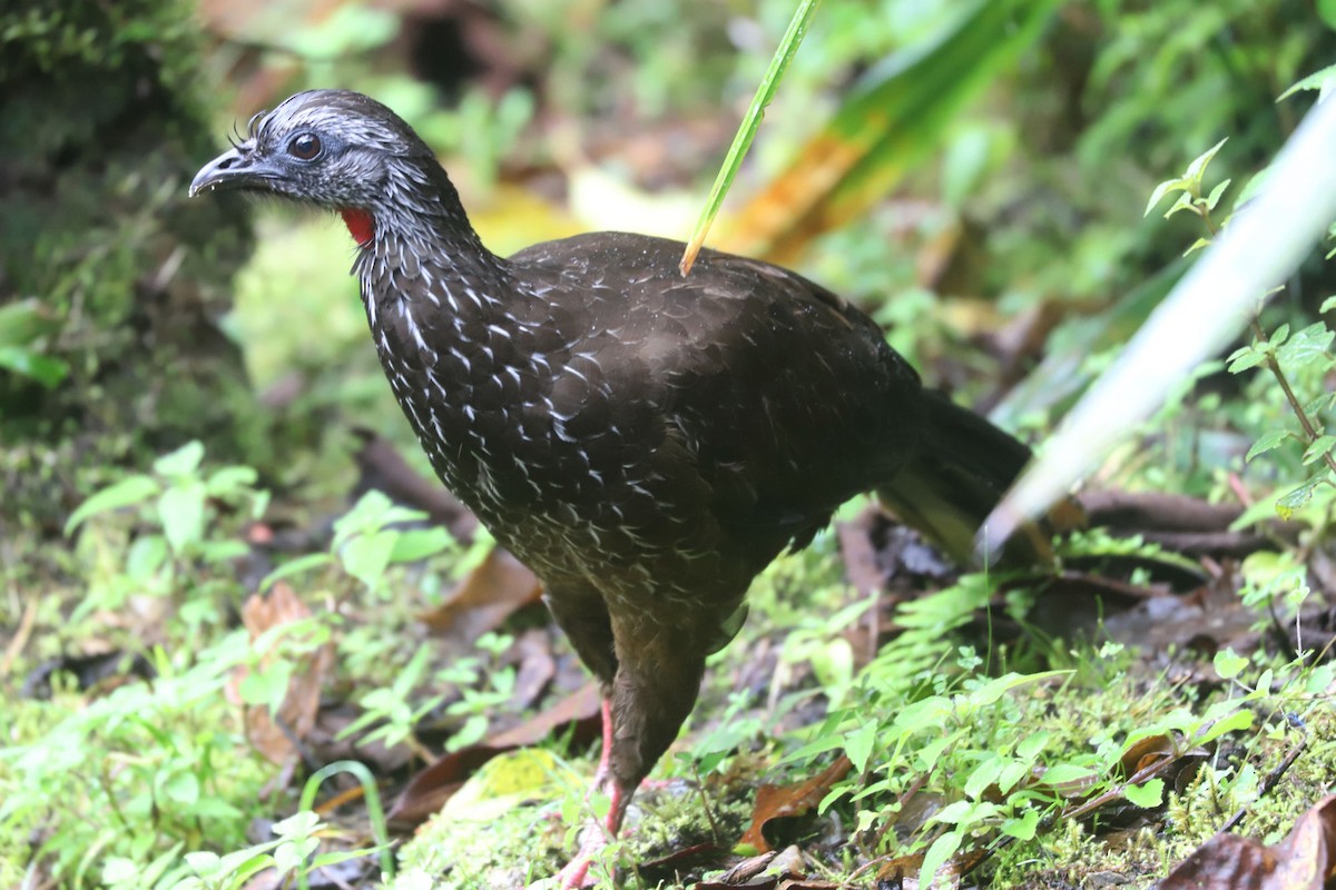 Bearded Guan - William Hull