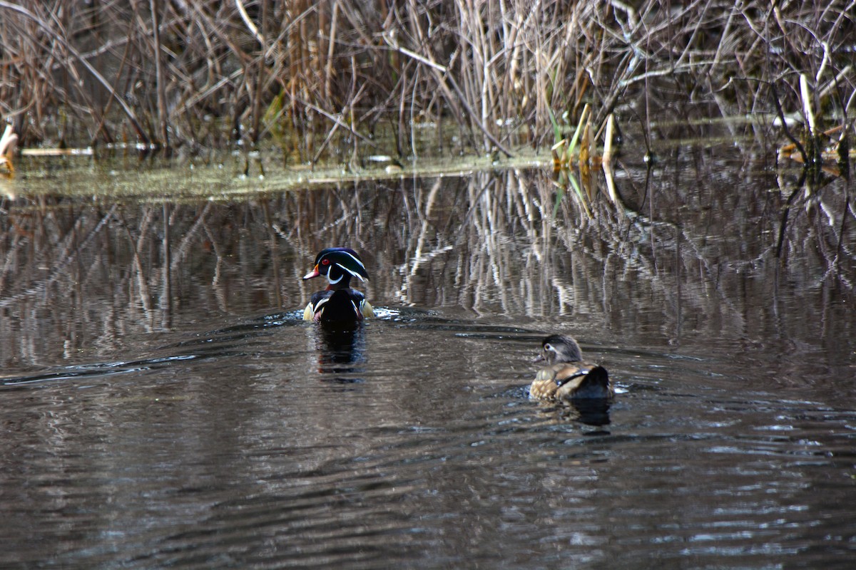 Wood Duck - ML552104931