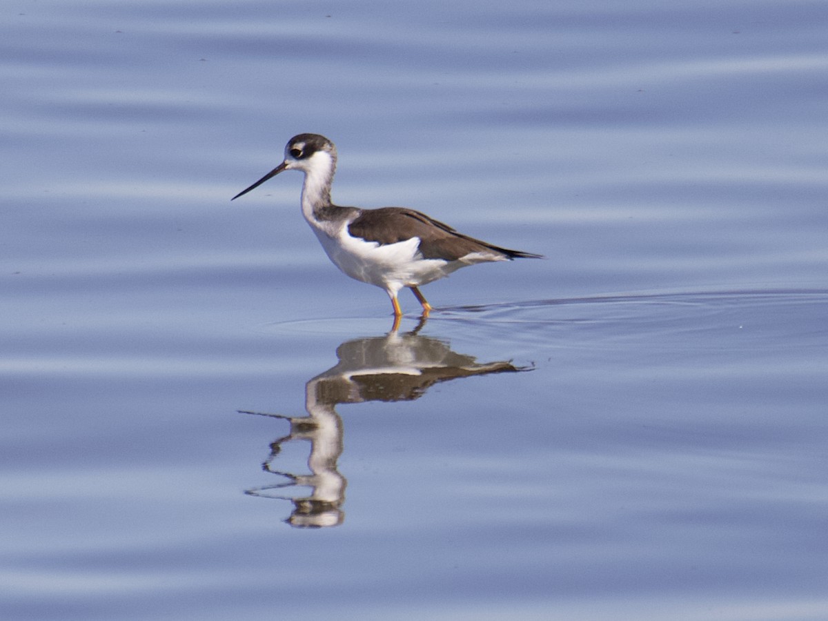 Black-necked Stilt - ML552104981