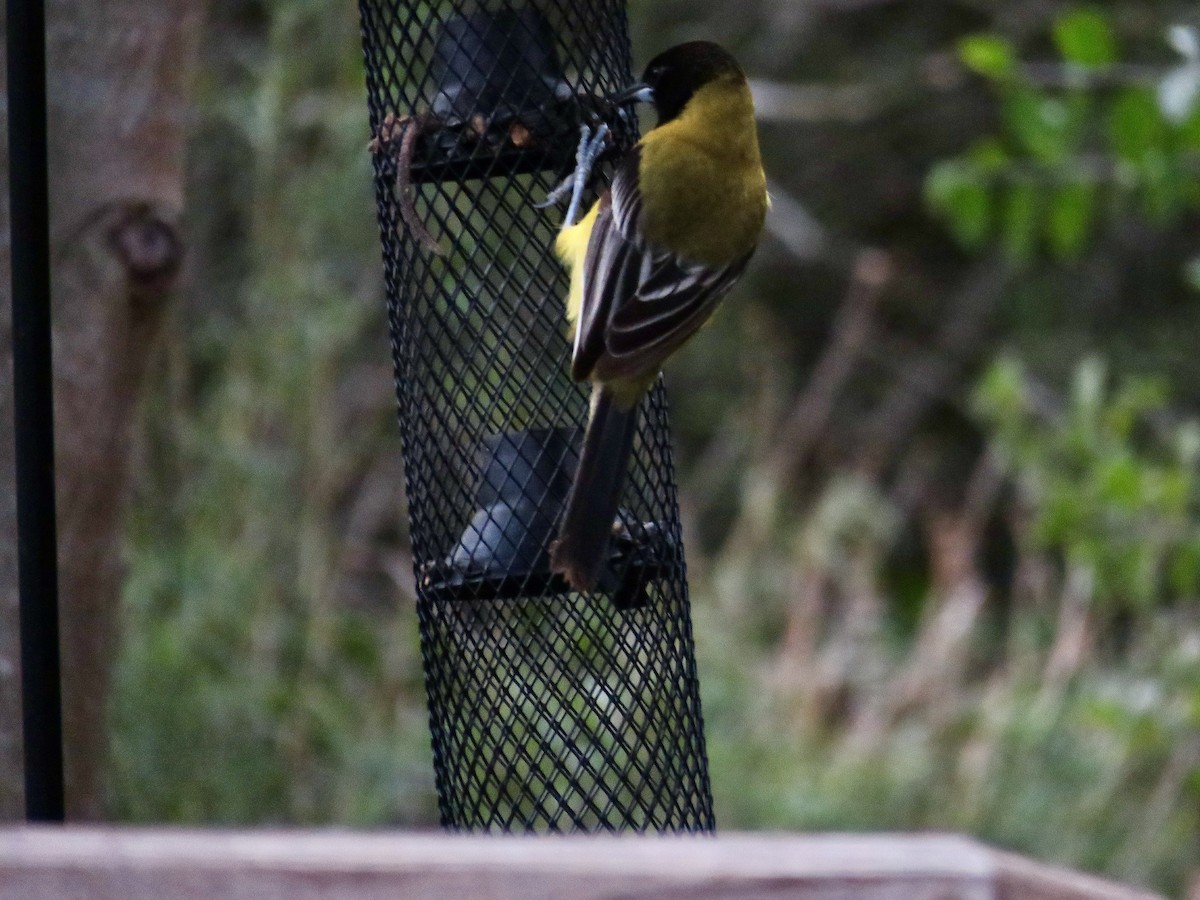 Oriole d'Audubon - ML552105861