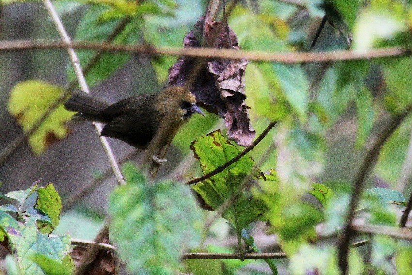 Black-chinned Babbler - ML55210621