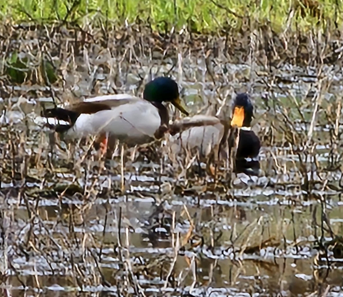 Canard colvert - ML552106311