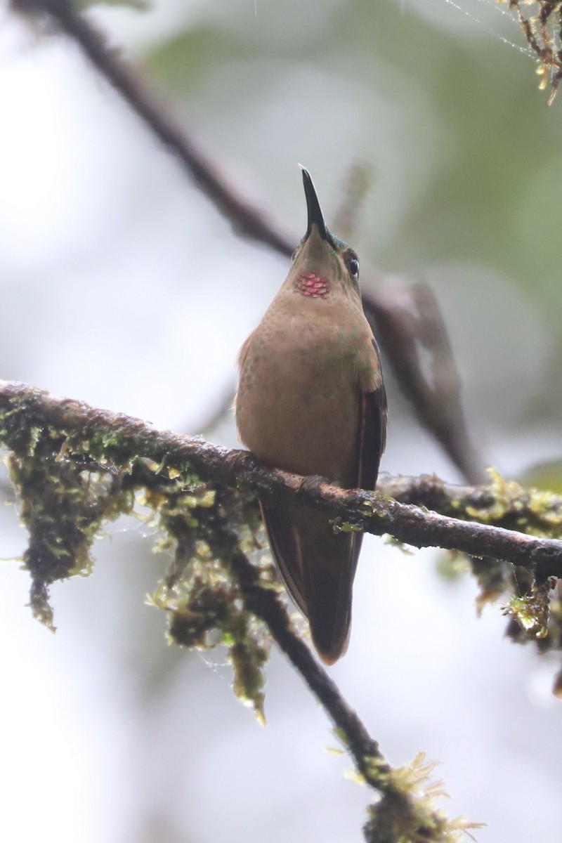 kolibřík hnědobřichý - ML552106601