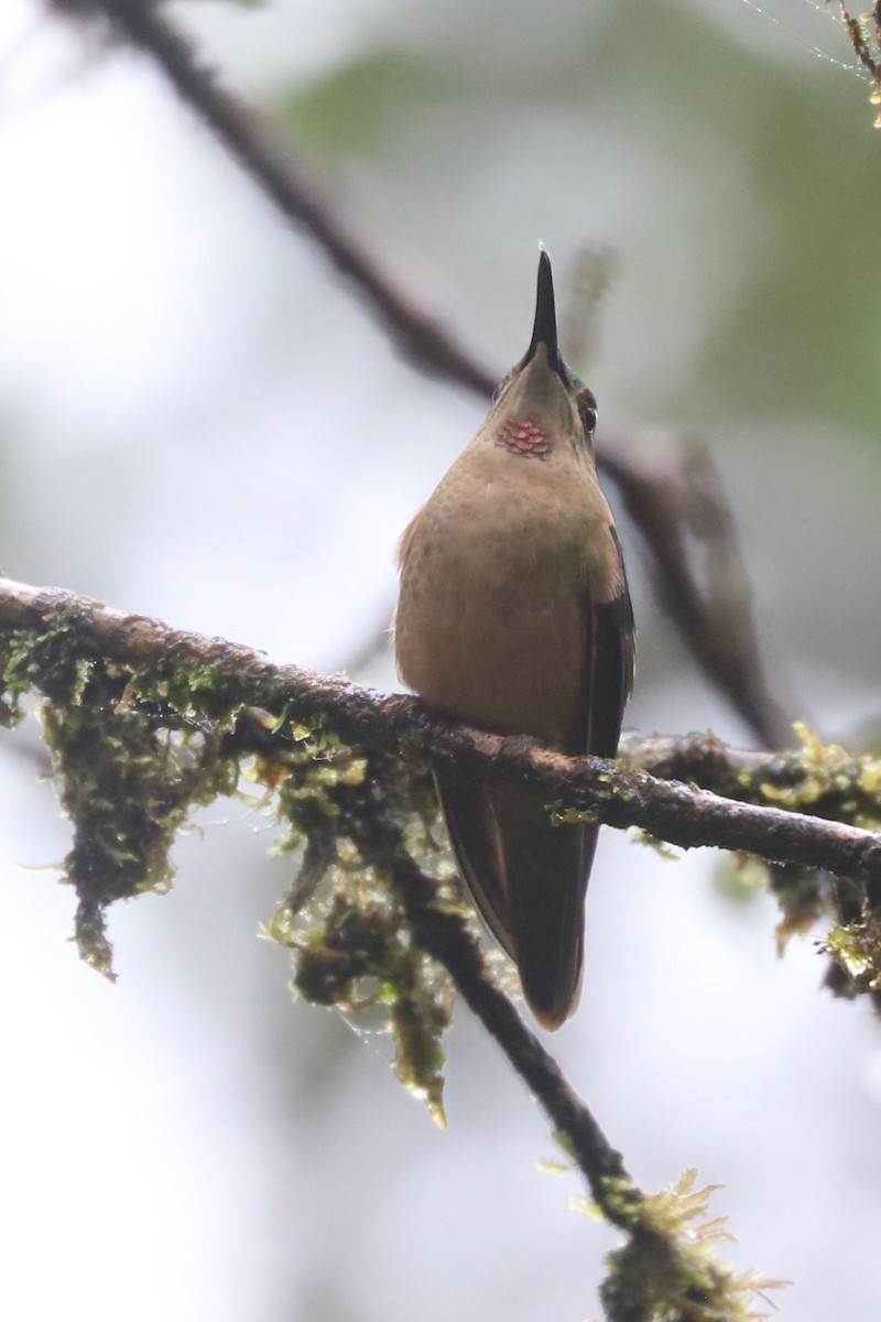 kolibřík hnědobřichý - ML552106611