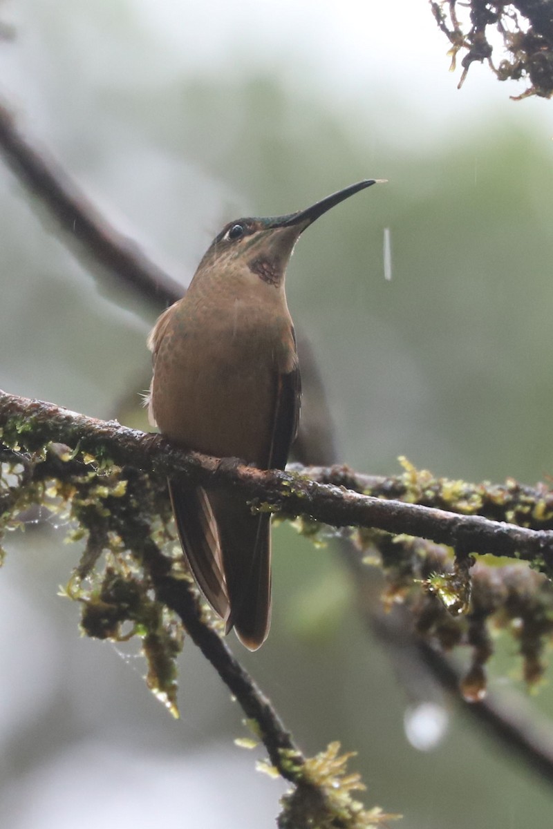 kolibřík hnědobřichý - ML552106621