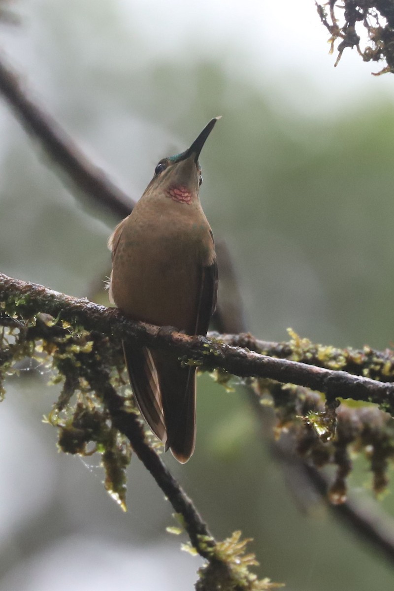kolibřík hnědobřichý - ML552106631