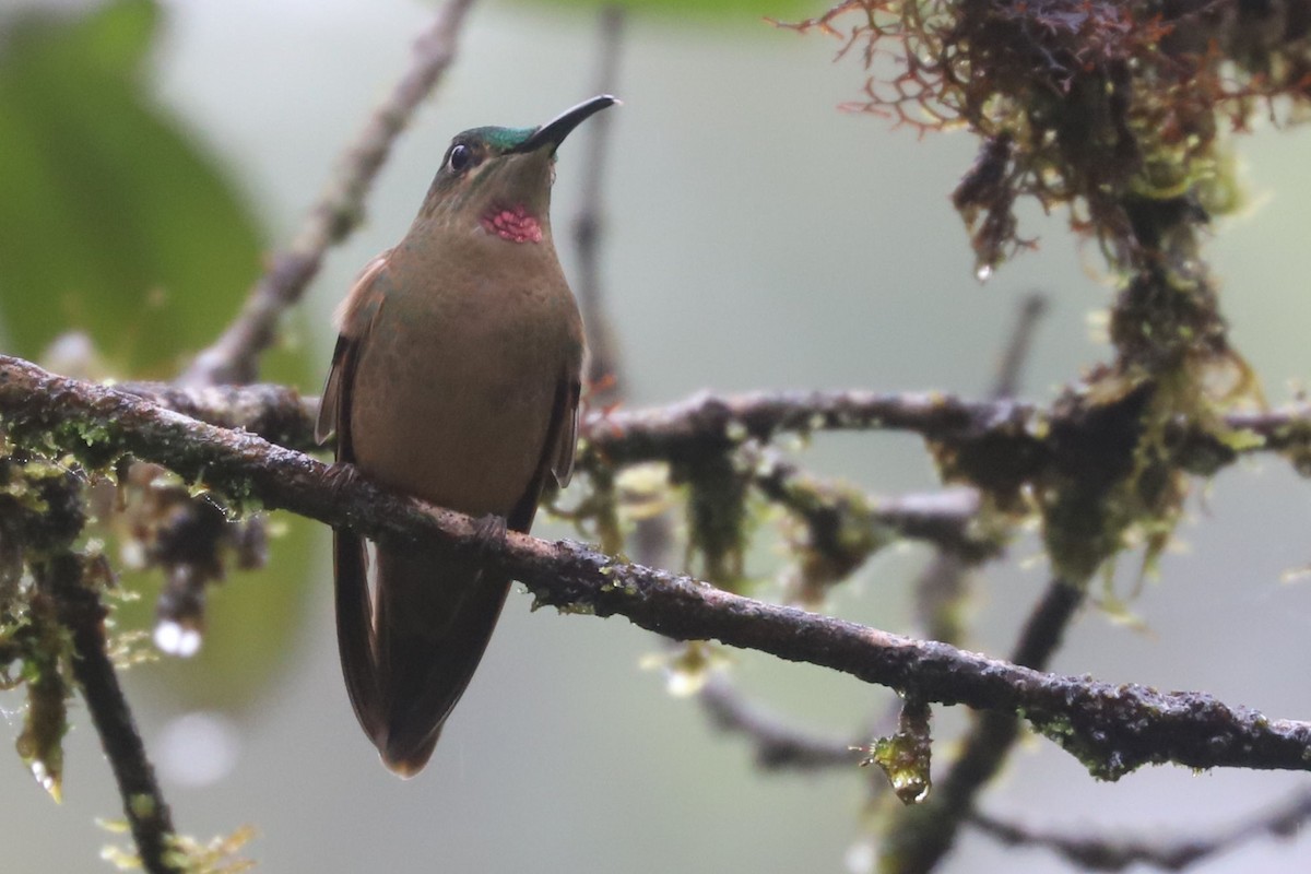 kolibřík hnědobřichý - ML552106641