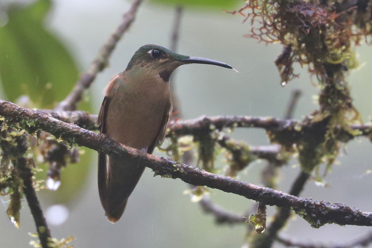 kolibřík hnědobřichý - ML552106651