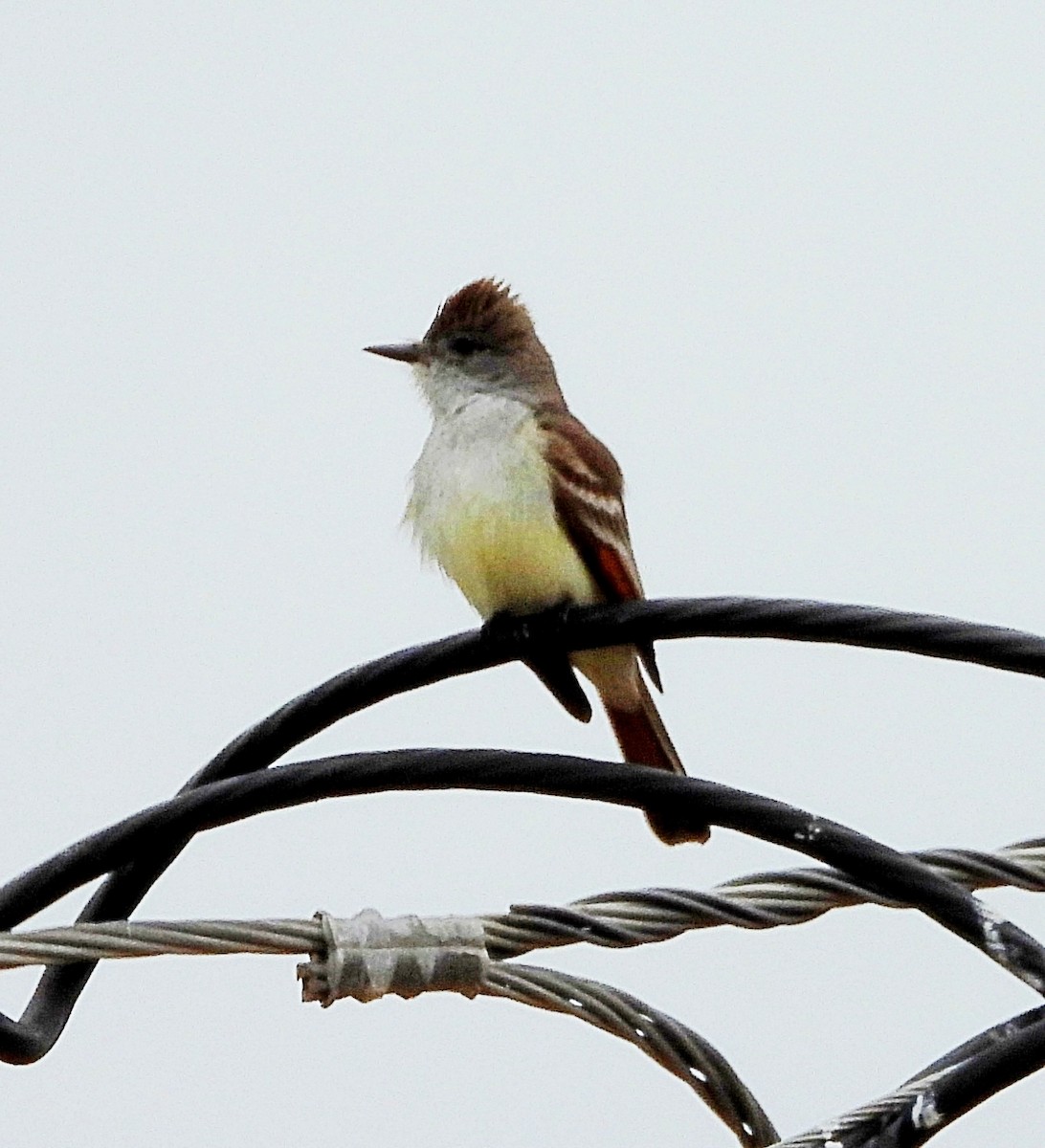 Ash-throated Flycatcher - Cheryl Huner