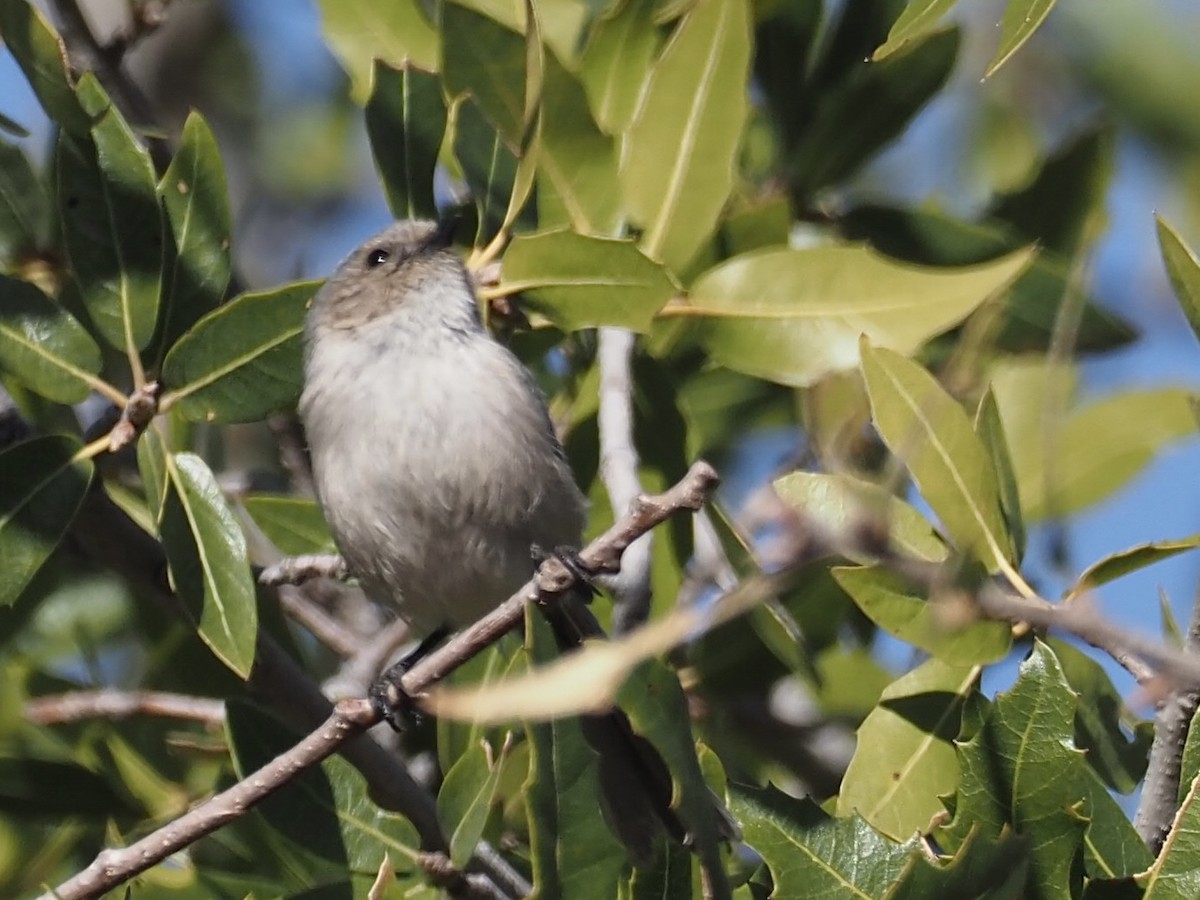 Bushtit - ML552107031