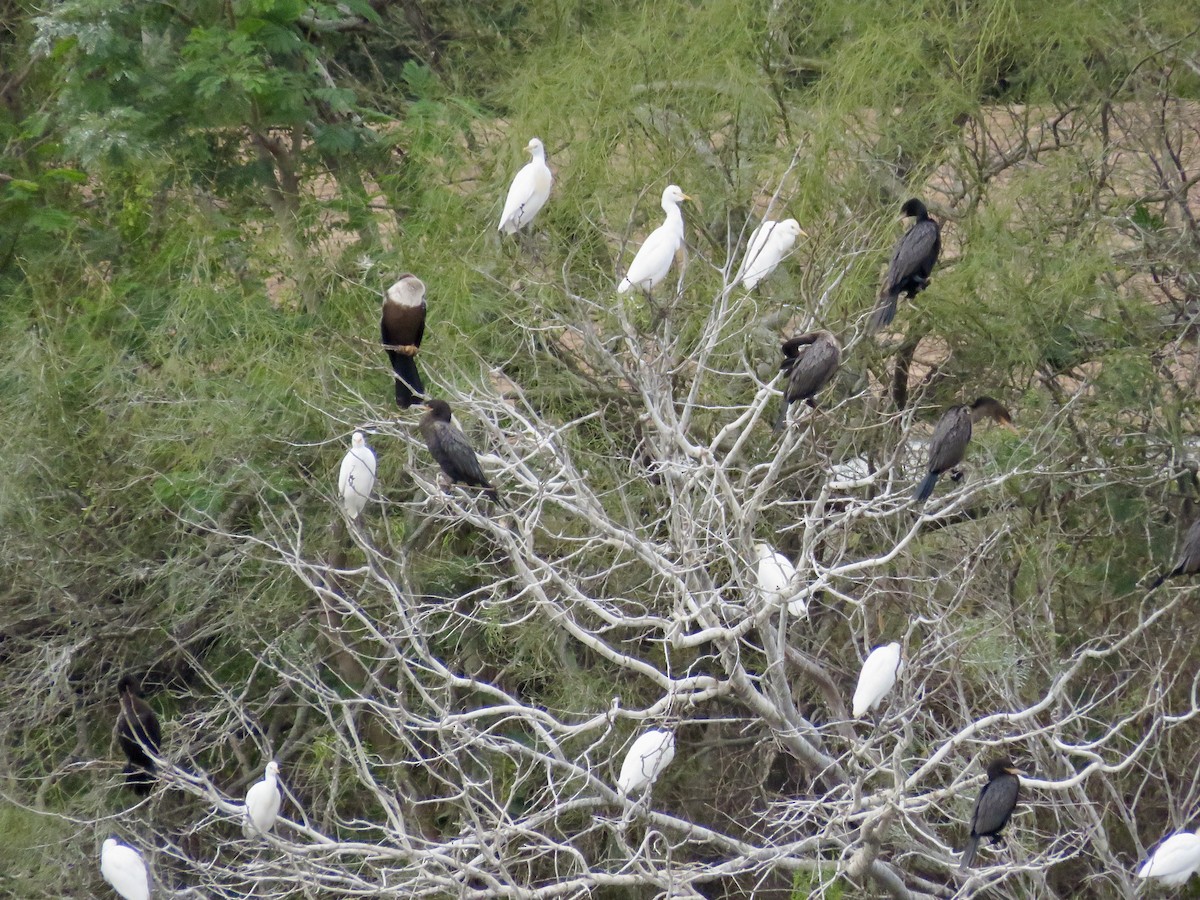 Cormoran à aigrettes - ML552108331