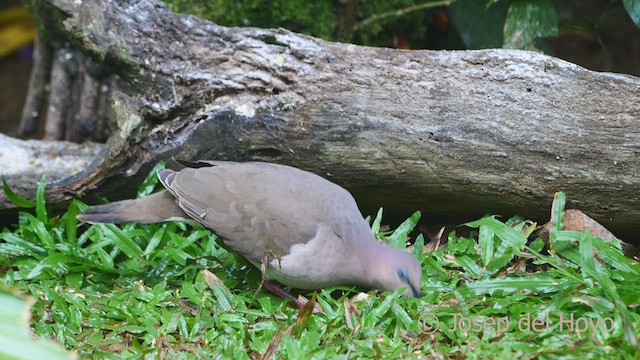 White-tipped Dove - ML552108481