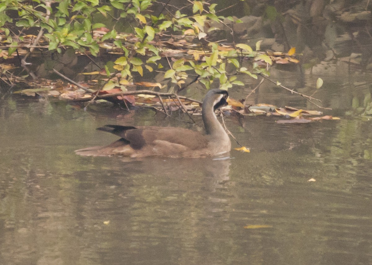 Masked Finfoot - Rob Martin