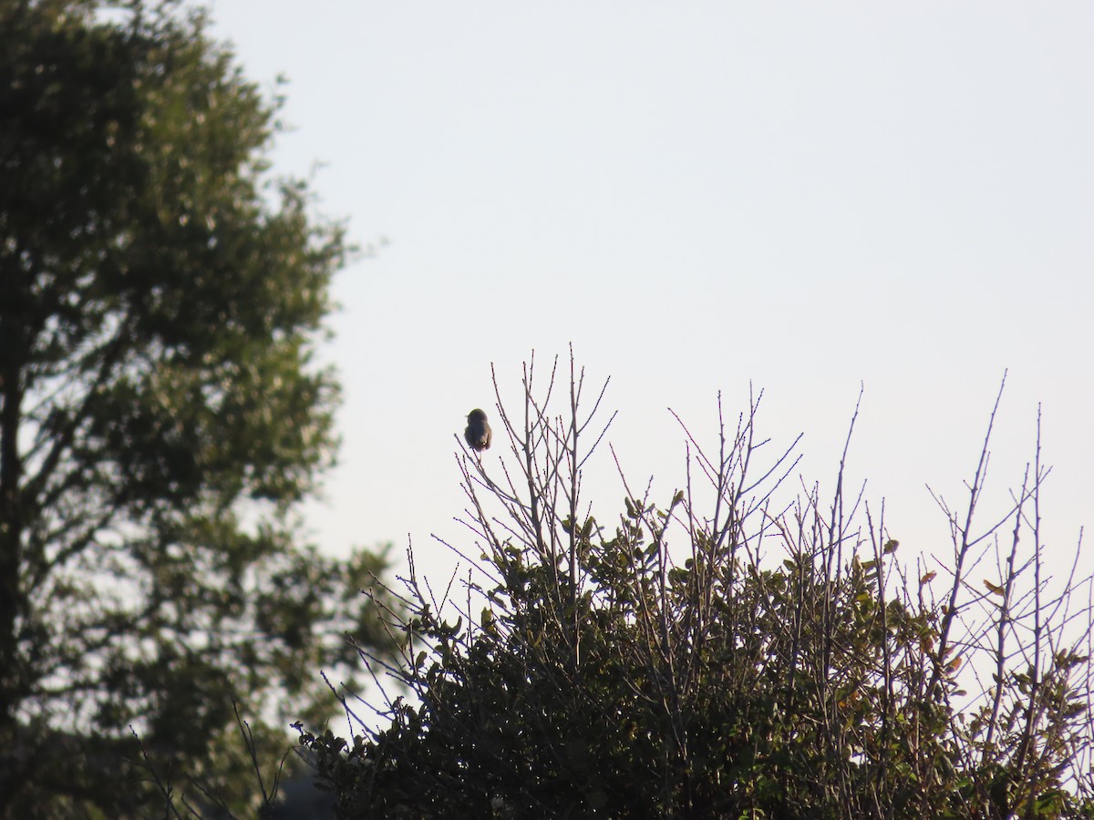 Western Subalpine Warbler - ML552110601