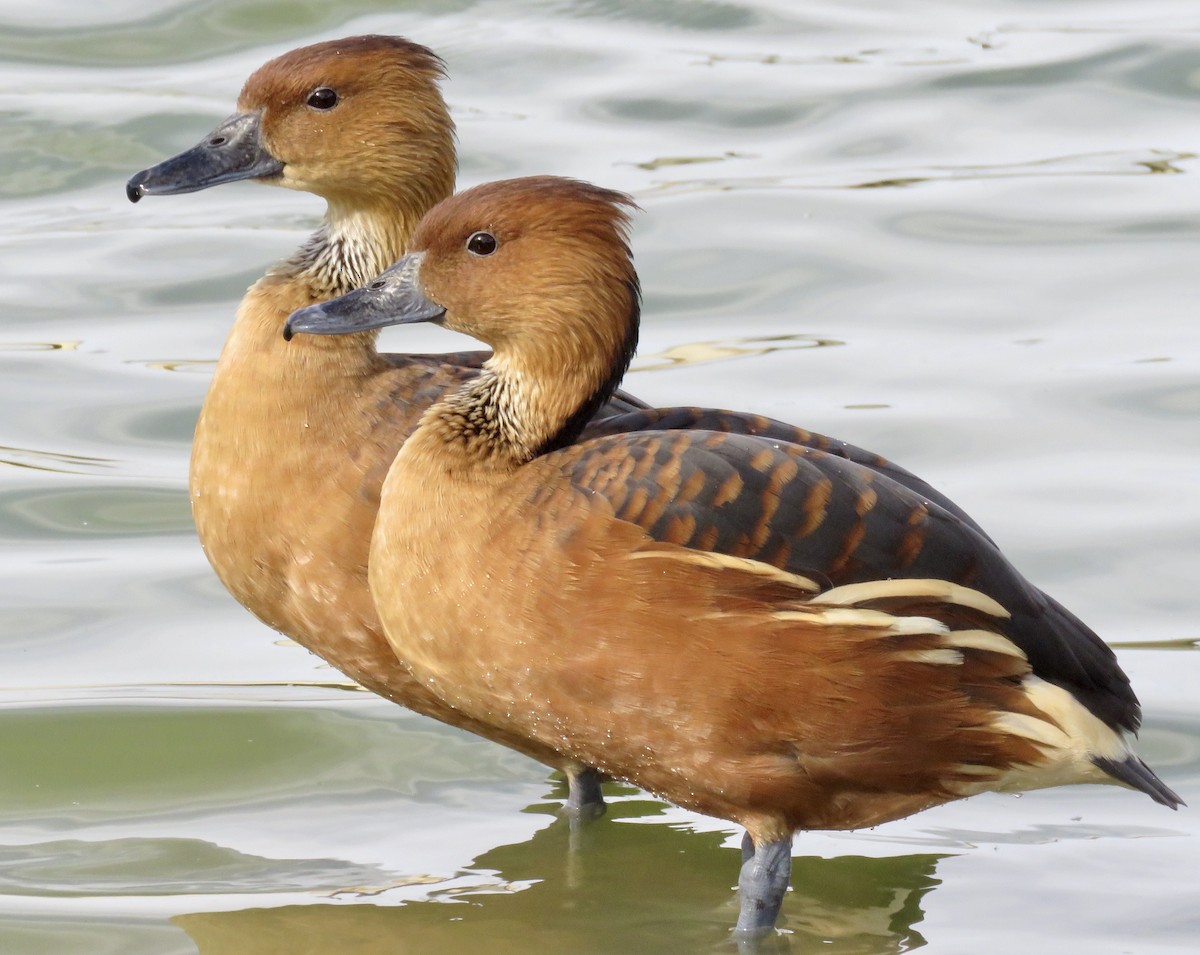 Fulvous Whistling-Duck - ML552111161