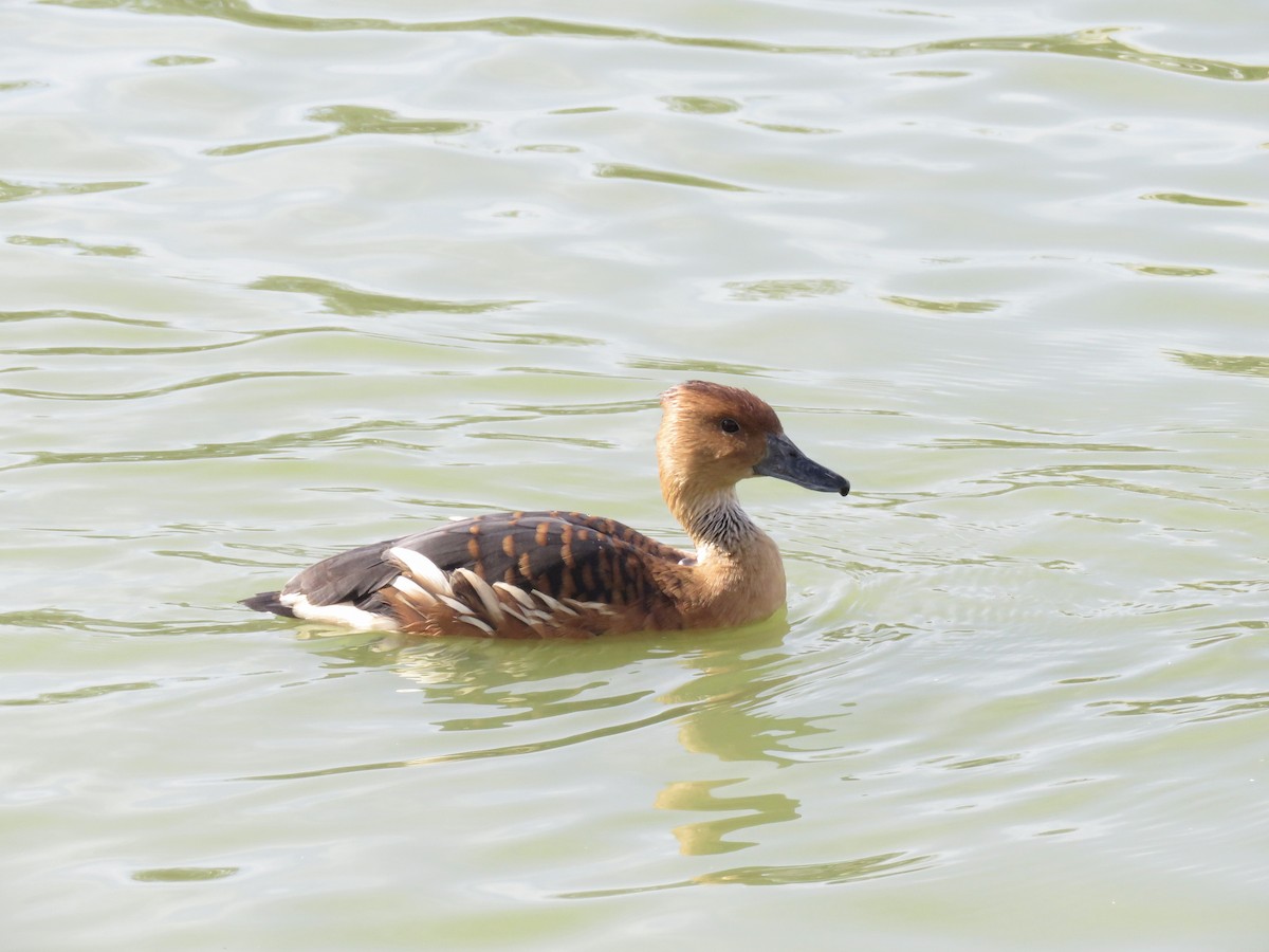 Fulvous Whistling-Duck - ML552111301