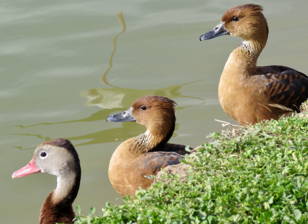 Fulvous Whistling-Duck - ML552111341