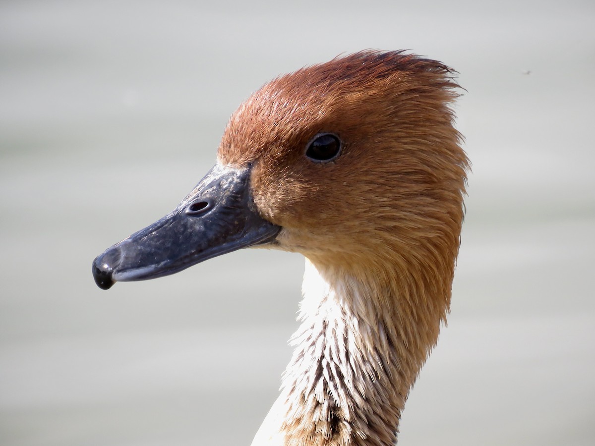 Fulvous Whistling-Duck - ML552111361