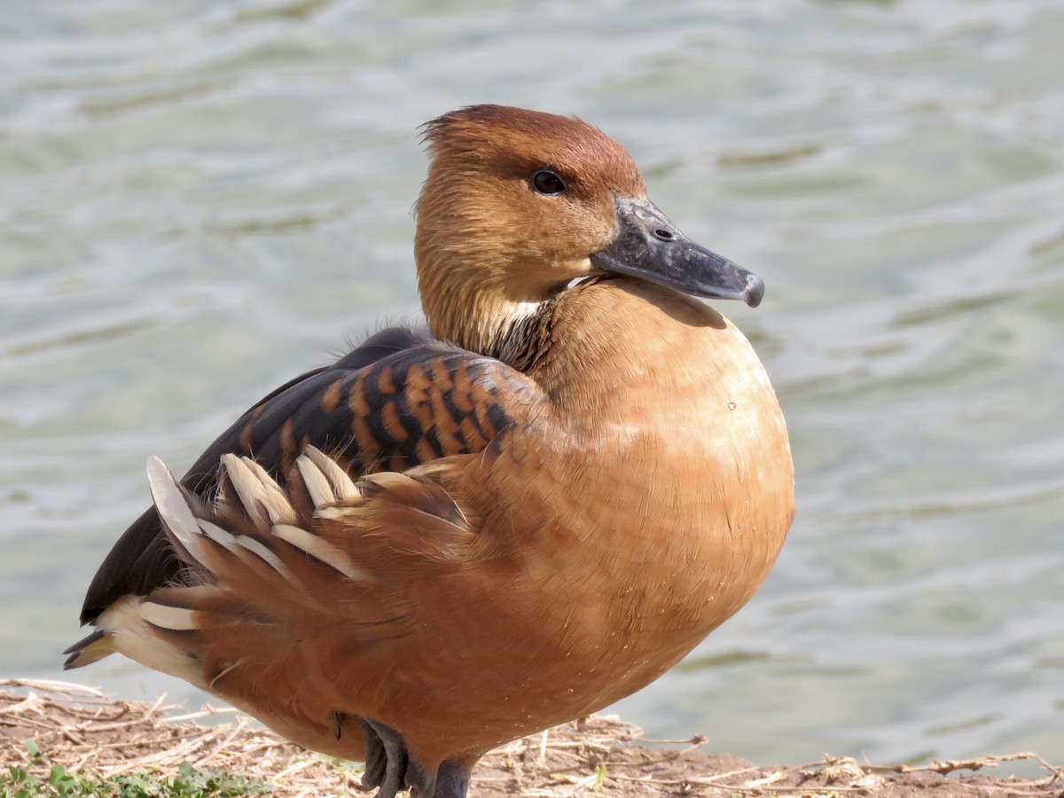 Fulvous Whistling-Duck - ML552111461