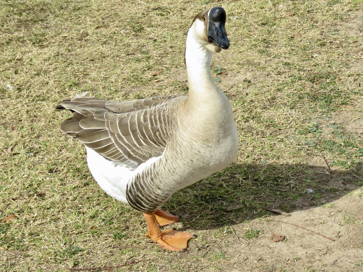 Domestic goose sp. (Domestic type) - ML552111641
