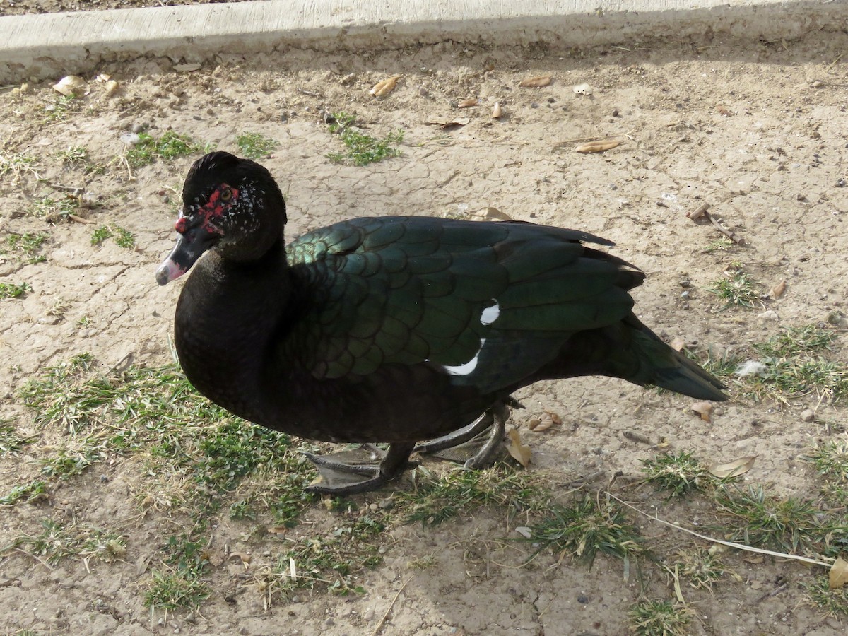 Muscovy Duck (Domestic type) - ML552111741
