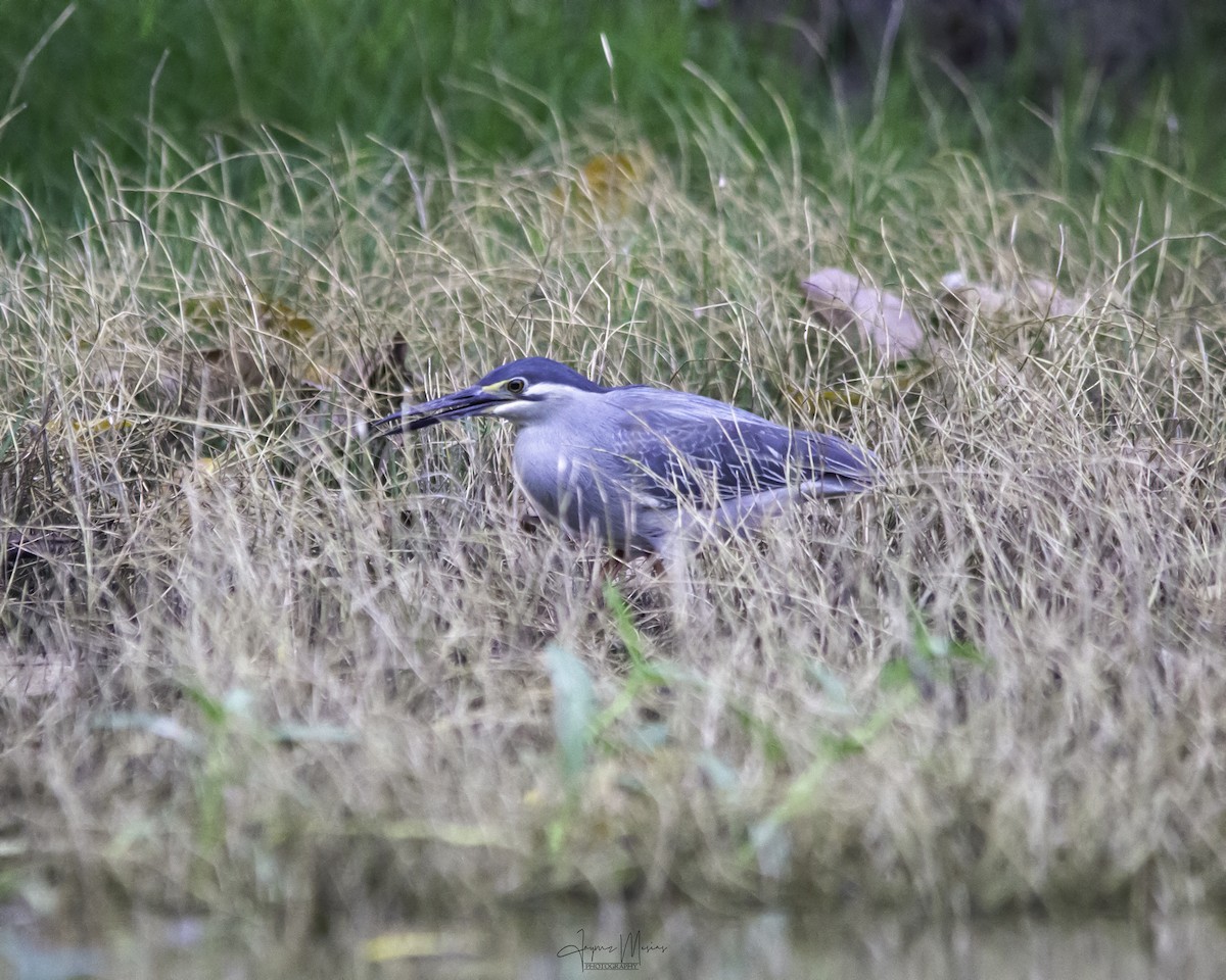 Striated Heron - ML552111771