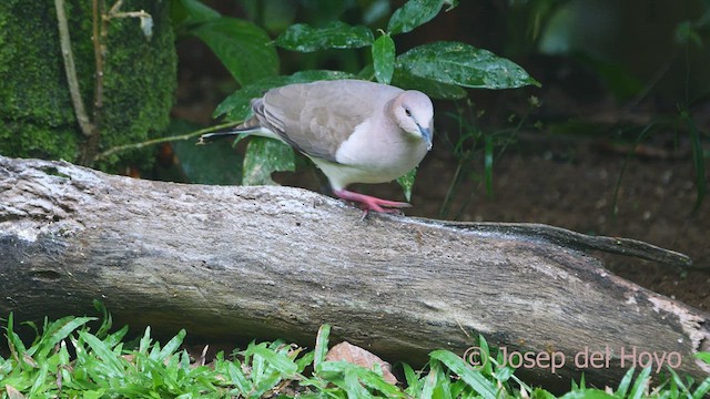 White-tipped Dove - ML552112231