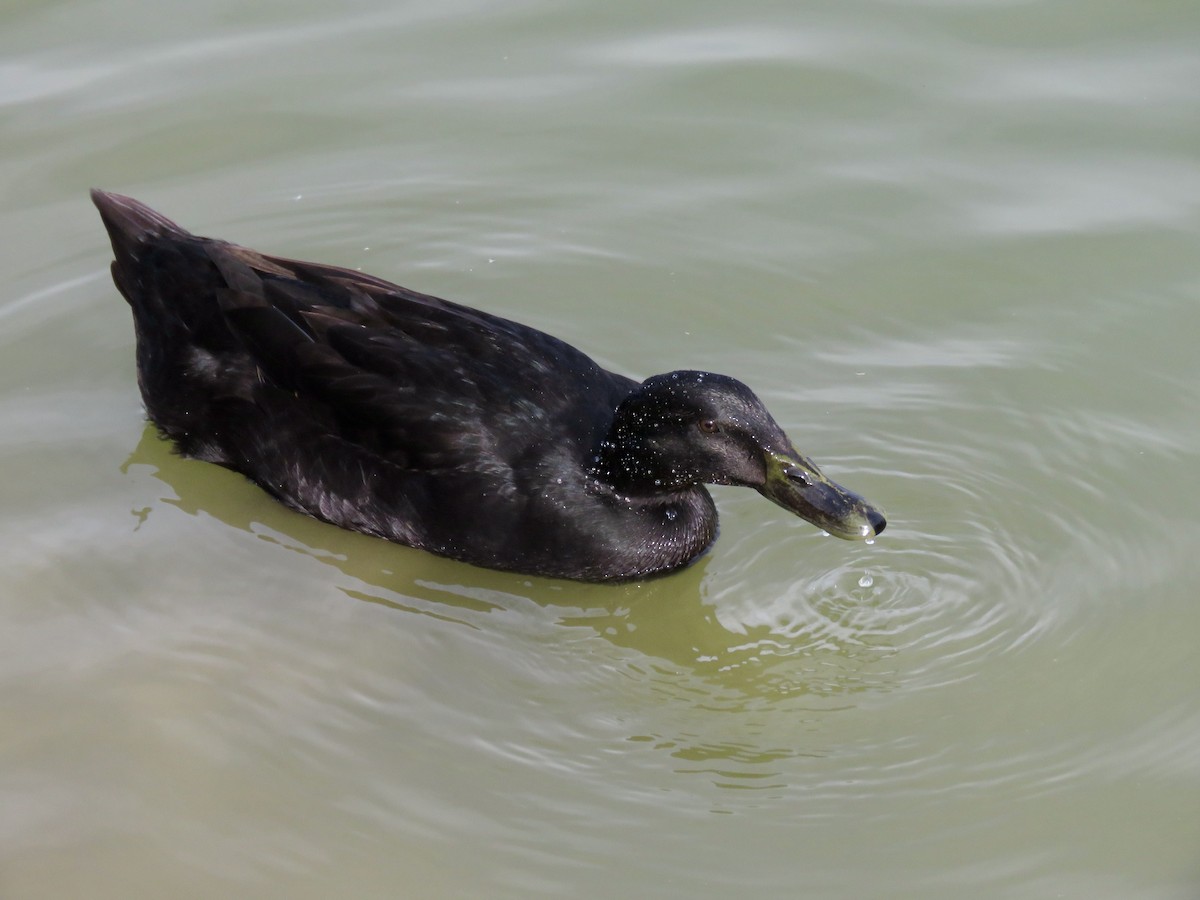 Mallard (Domestic type) - ML552112551