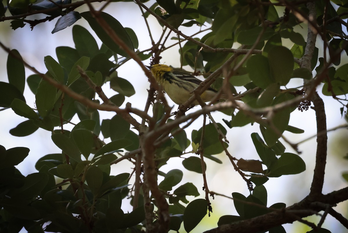 Black-throated Green Warbler - ML552113691