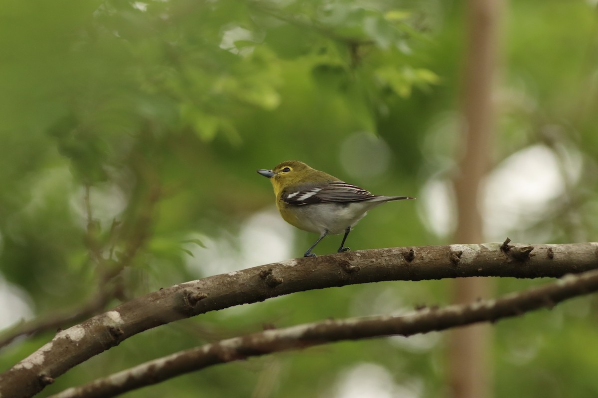 Yellow-throated Vireo - ML552113931