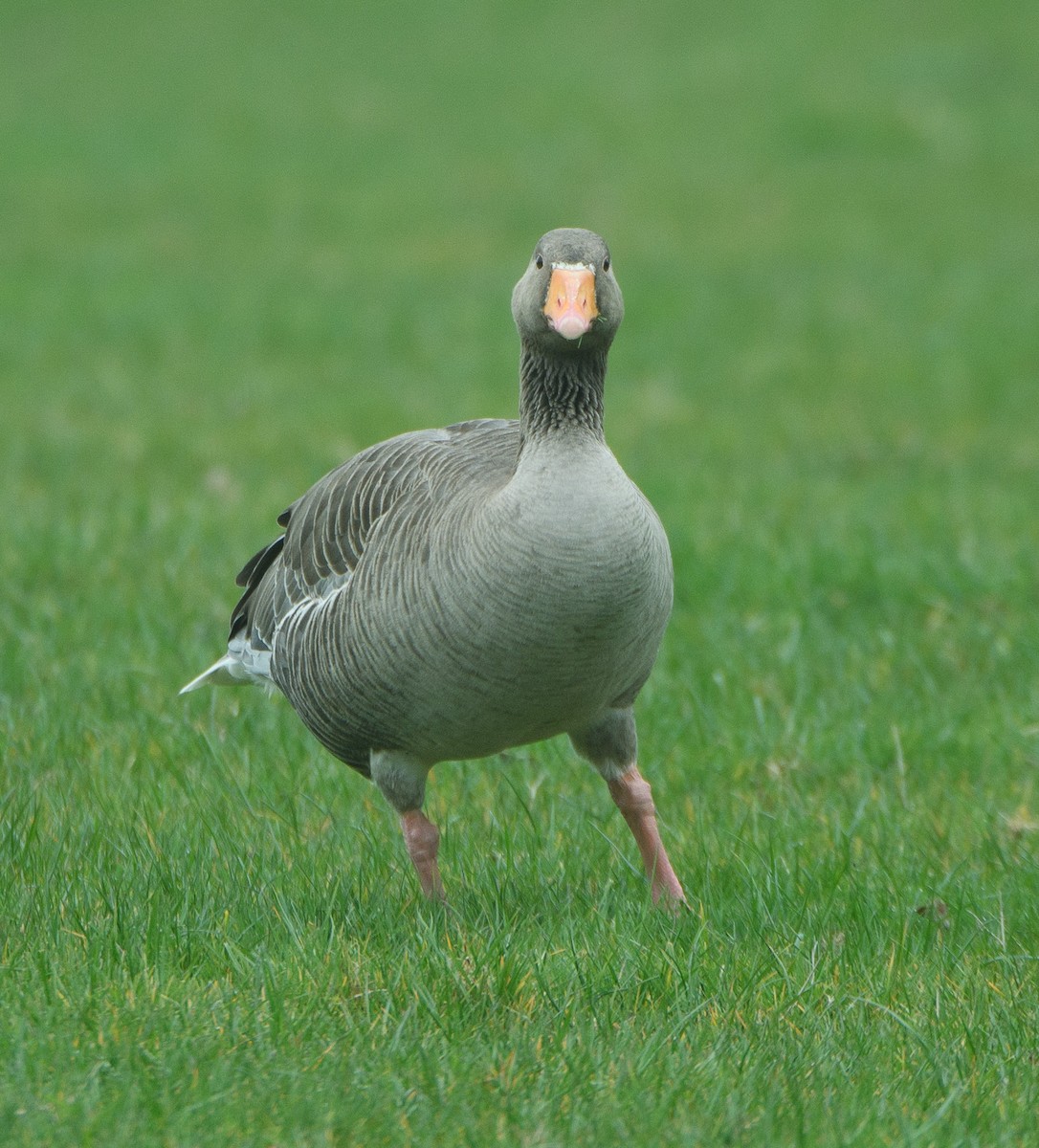 Graylag Goose - ML552114051