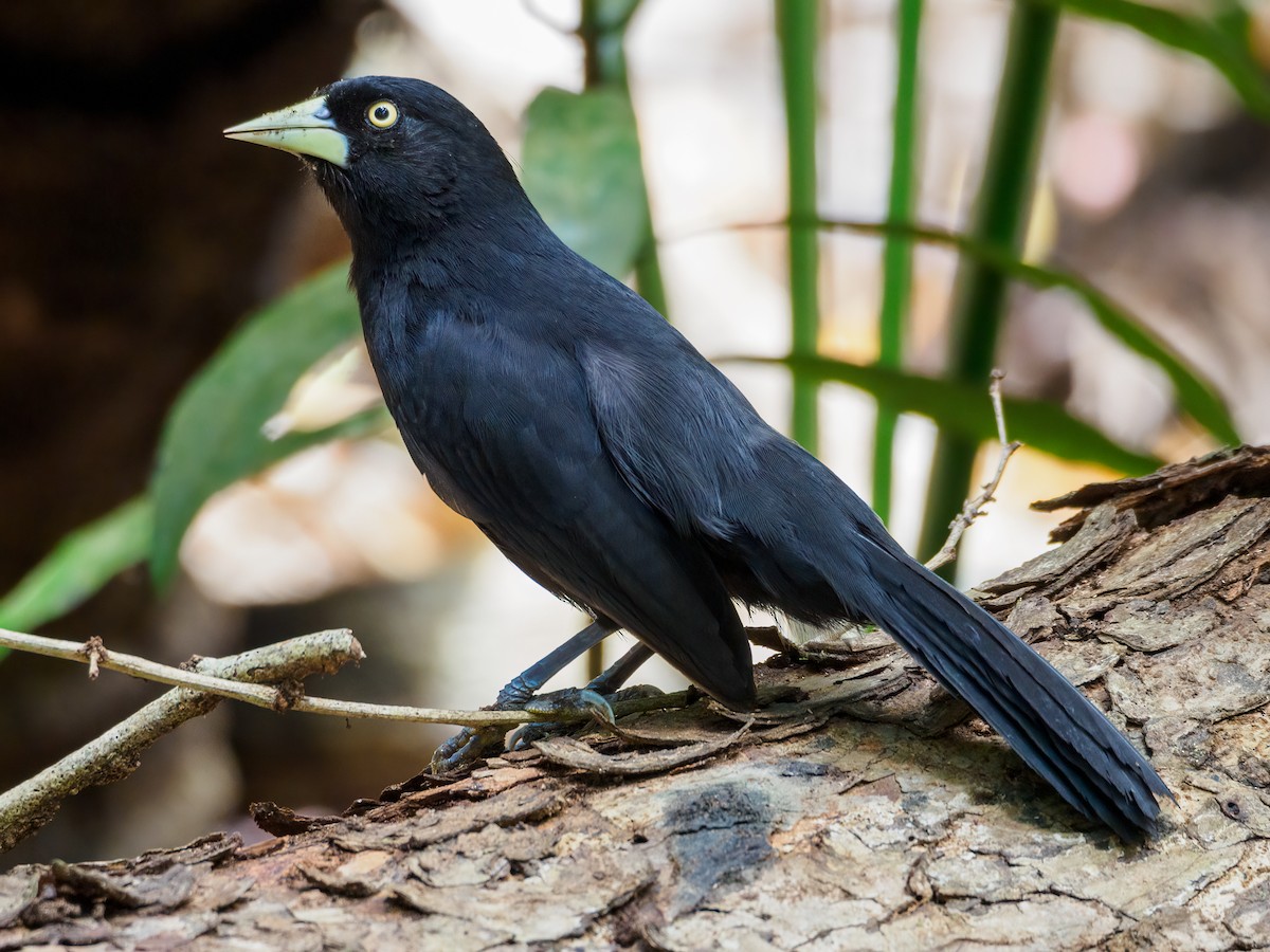 Yellow-billed Cacique - ML552114121