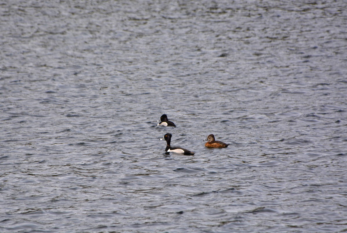 Ring-necked Duck - ML552114161