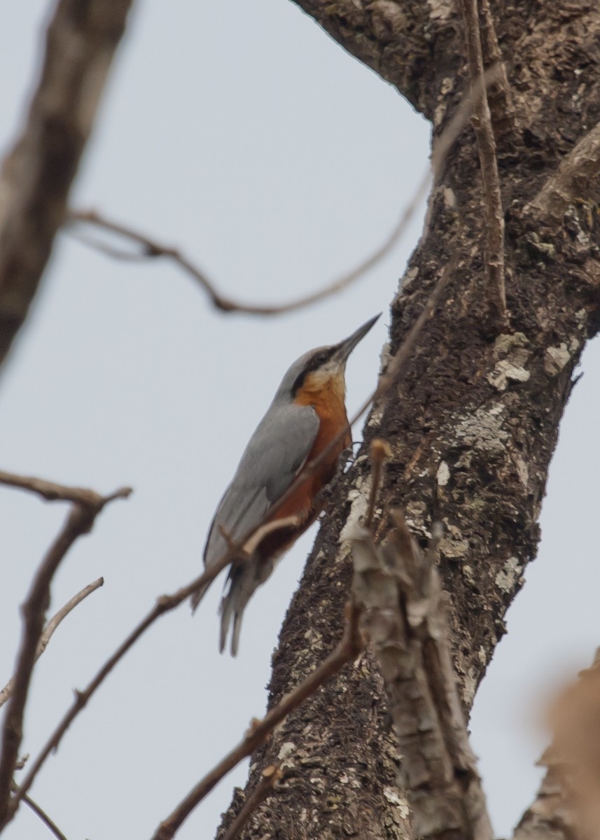 Burmese Nuthatch - ML55211641