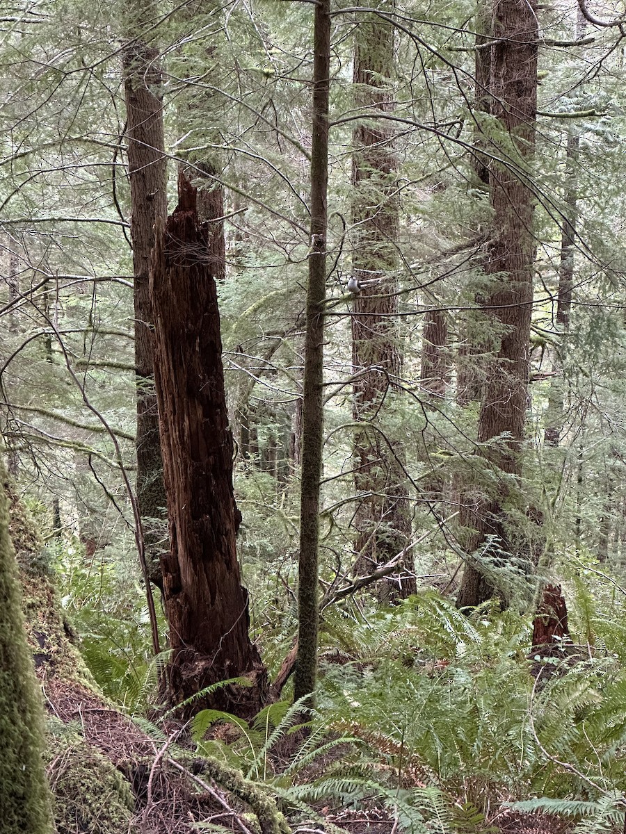 Mésangeai du Canada (obscurus/griseus) - ML552117431