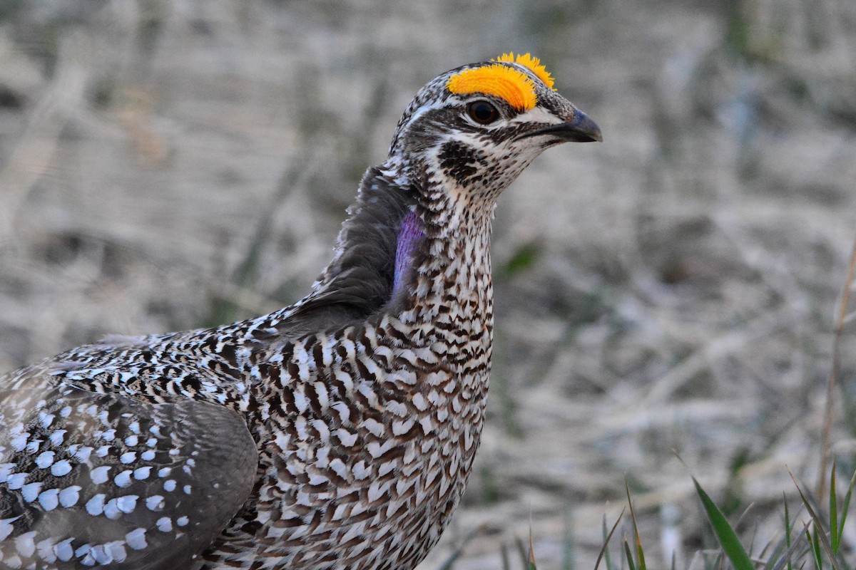 Sharp-tailed Grouse - Bill Schiess