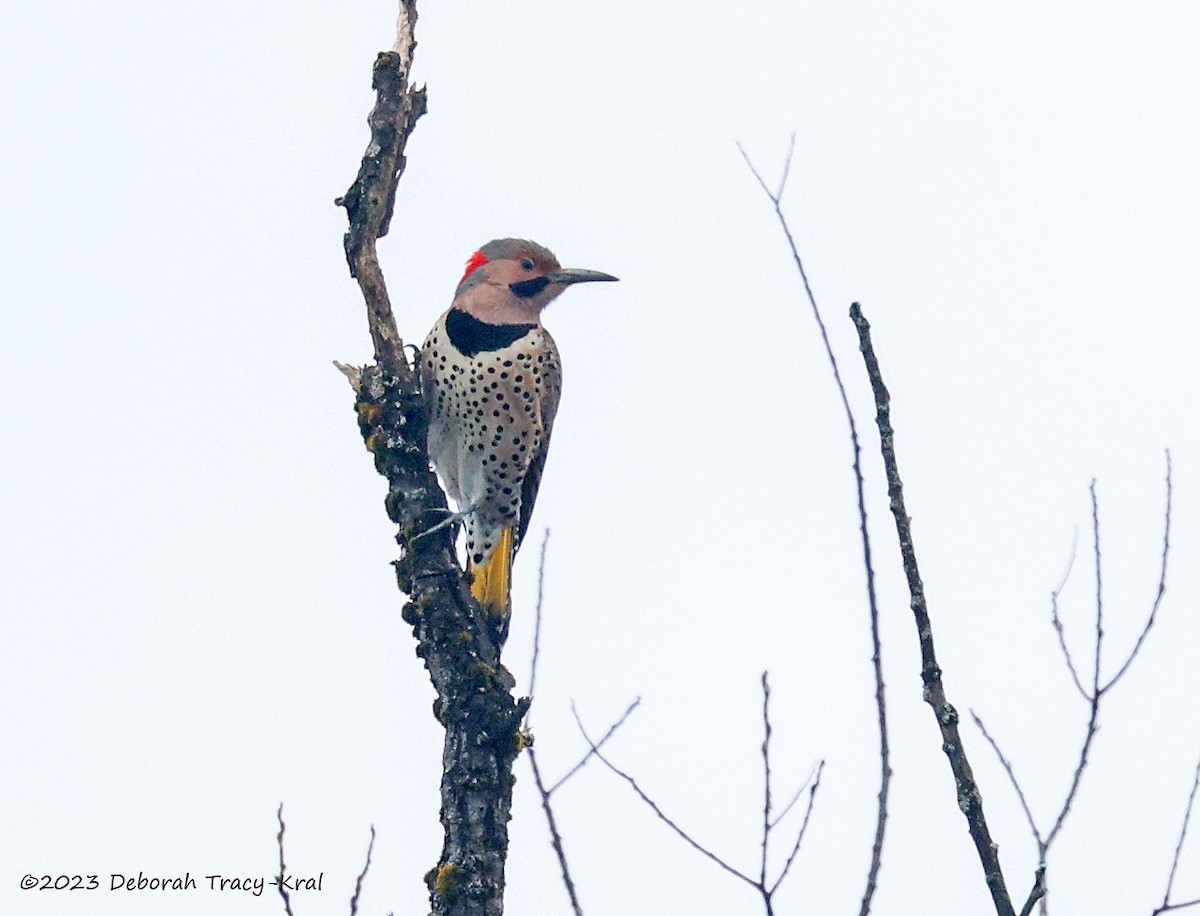 Northern Flicker - ML552117971