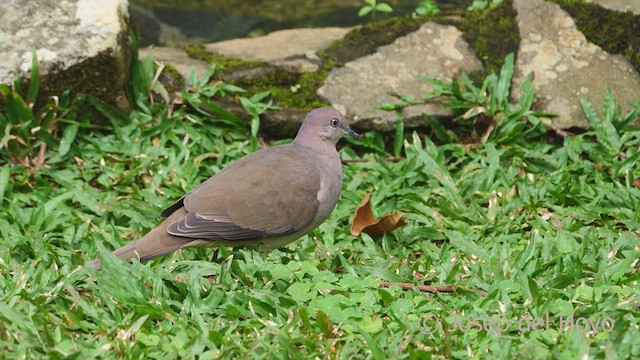 White-tipped Dove - ML552118001