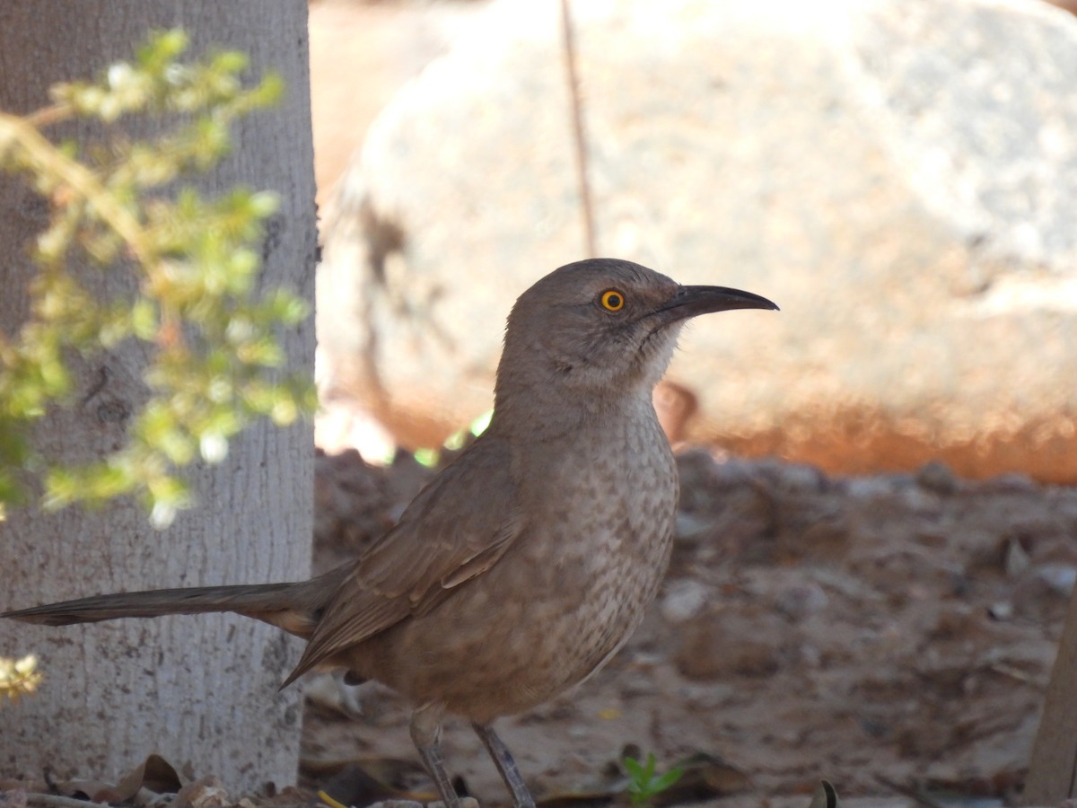 Bendire's Thrasher - ML552118781